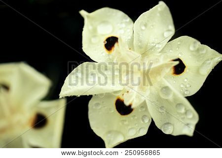 African Iris Dietes Bicolor Flower In Full Bloom