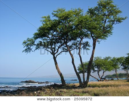 Ocean Bay Küste mit Felsen und Bäume.