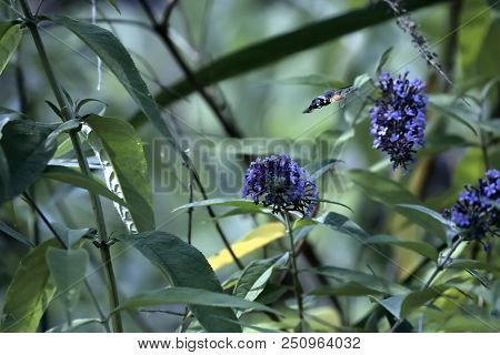 The Sphinx Of The Gallium Or Sphinx Hummingbird (macroglossum Stellatarum) Sucking The Nectar Of The