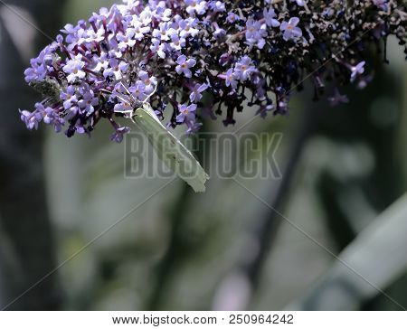 One Cedronella Butterfly (gonepteryx Rhamni) Sucking The Nectar Of The Flowers Of A Buddleia (buddle