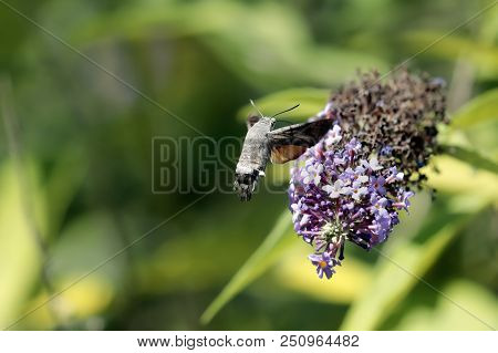 The Sphinx Of The Gallium Or Sphinx Hummingbird (macroglossum Stellatarum) Sucking The Nectar Of The