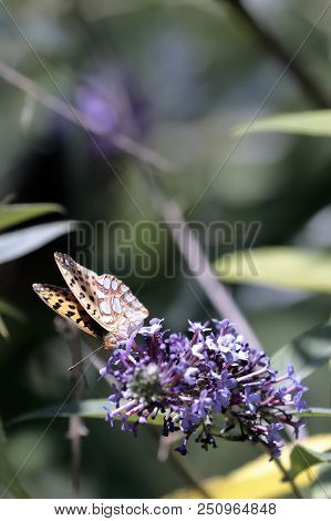 Malachite Butterfly (siproeta Stelenes)sucking The Nectar Of The Flowers Of A Buddleia (buddleja Alt