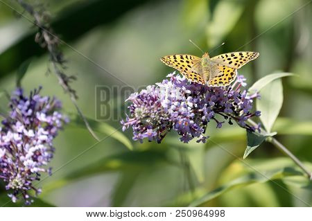 Malachite Butterfly (siproeta Stelenes)sucking The Nectar Of The Flowers Of A Buddleia (buddleja Alt