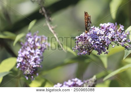 Malachite Butterfly (siproeta Stelenes)sucking The Nectar Of The Flowers Of A Buddleia (buddleja Alt