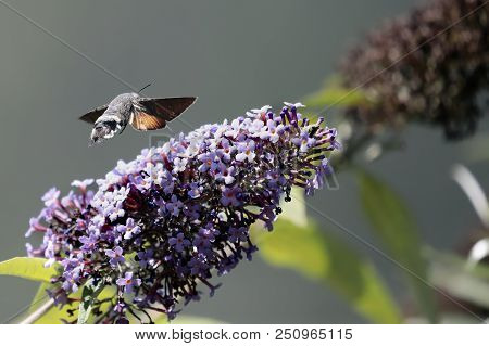 The Sphinx Of The Gallium Or Sphinx Hummingbird (macroglossum Stellatarum) Sucking The Nectar Of The