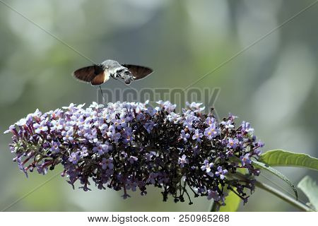 The Sphinx Of The Gallium Or Sphinx Hummingbird (macroglossum Stellatarum) Sucking The Nectar Of The