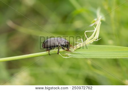 Macro Photograph Of A Beetle Sitting On A Grass Stalk. The Beetle Is Eating The Grass. On A Green Ba