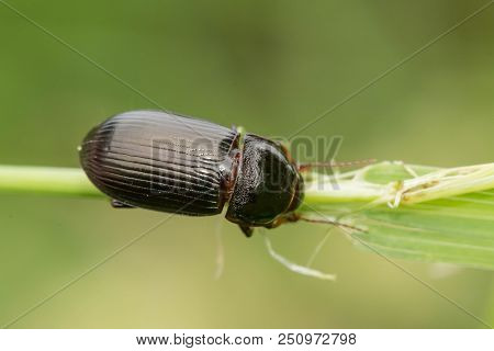 Macro Photograph Of A Beetle Sitting On A Grass Stalk. The Beetle Is Eating The Grass. On A Green Ba