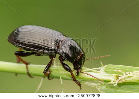 Macro Photograph Of A Beetle Sitting On A Grass Stalk. The Beetle Is Eating The Grass. On A Green Ba