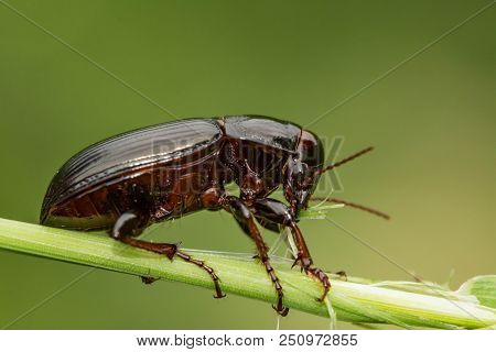 Macro Photograph Of A Beetle Sitting On A Grass Stalk. The Beetle Is Eating The Grass. On A Green Ba