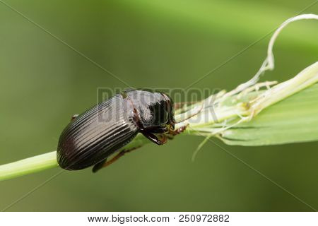 Macro Photograph Of A Beetle Sitting On A Grass Stalk. The Beetle Is Eating The Grass. On A Green Ba