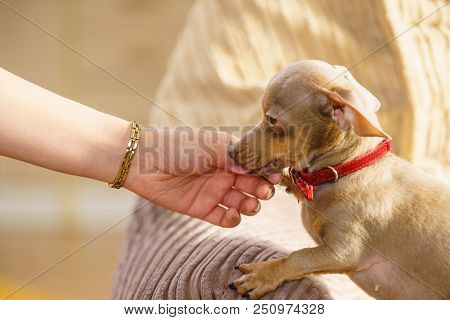 Little Pinscher Ratter Prazsky Krysarik Purebreed Small Dog Sitting Relaxing And Chilling On Sofa Co