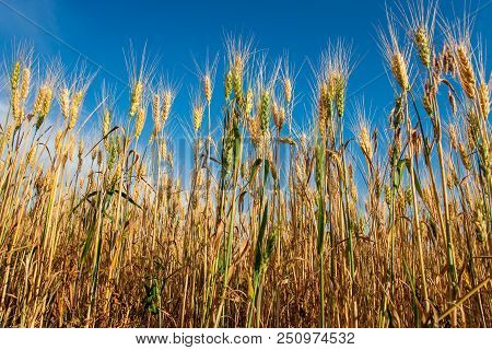 Wheat Field Against The Background Of The Summer Sky. Green Spikelets On Agricultural Land. A Mature