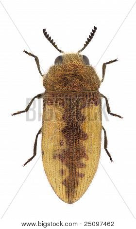 Acmaeodera Pilosellae