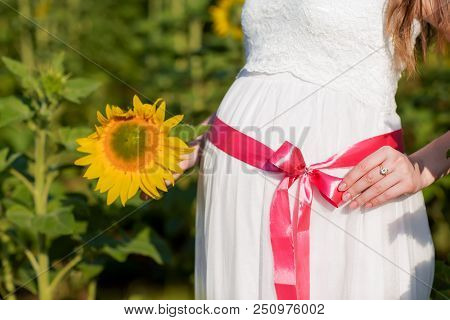 A Young Pregnant Girl In A White Dress With A Pink Ribbon On Her Stomach, In The Middle Of A Sunflow