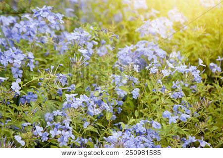 Beautiful Of White Lead-wort Indigo Flowers In Garden With Orange Light.