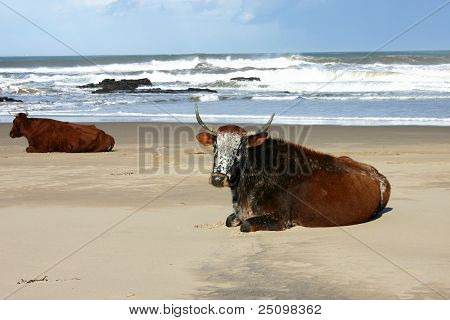 Nguni Cows Lying On A Beach