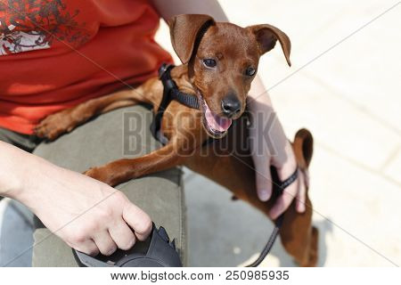 Stag Red Miniature Pinscher Dog With Uncropped Ears Wants To Play