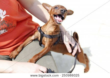 Stag Red Miniature Pinscher Dog With Uncropped Ears Wants To Play