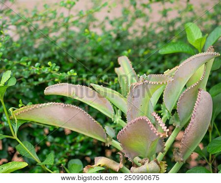 (close Up) Kalanchoe Pinnata Plant , Green For Background.