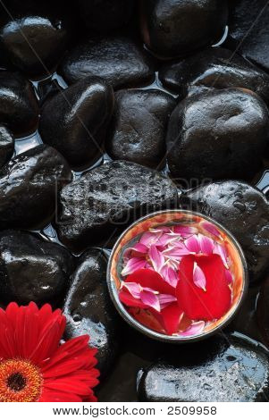 Pétalas de aromaterapia e Gerber Daisy