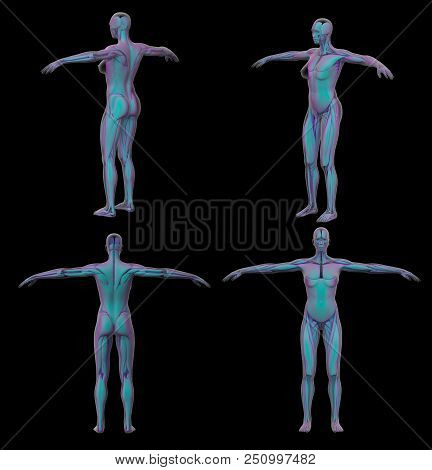 3d Rendering Medical Illustration Of Human Muscle