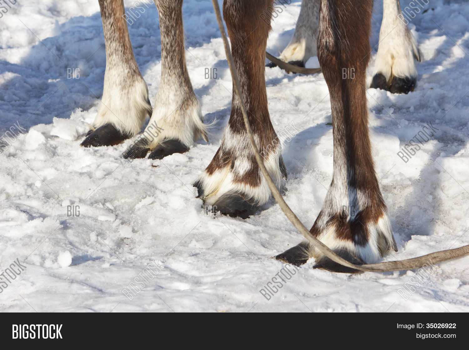 прах с копыт северного оленя