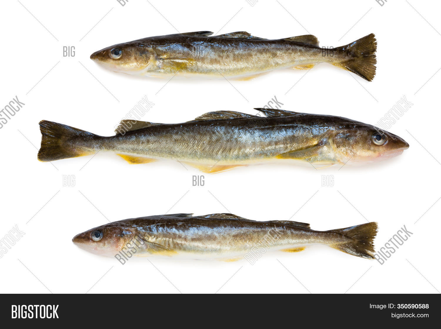 Saffron Cod Marine Image & Photo (Free Trial) Bigstock