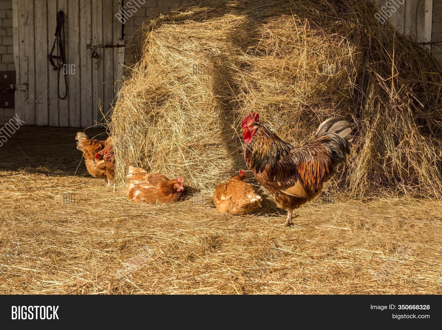 Rooster Chickens Image & Photo (Free Trial) Bigstock