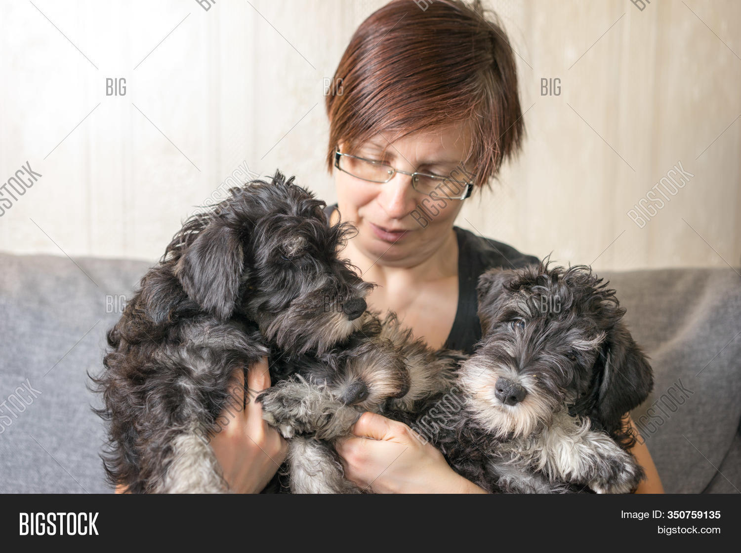 free schnauzer puppies