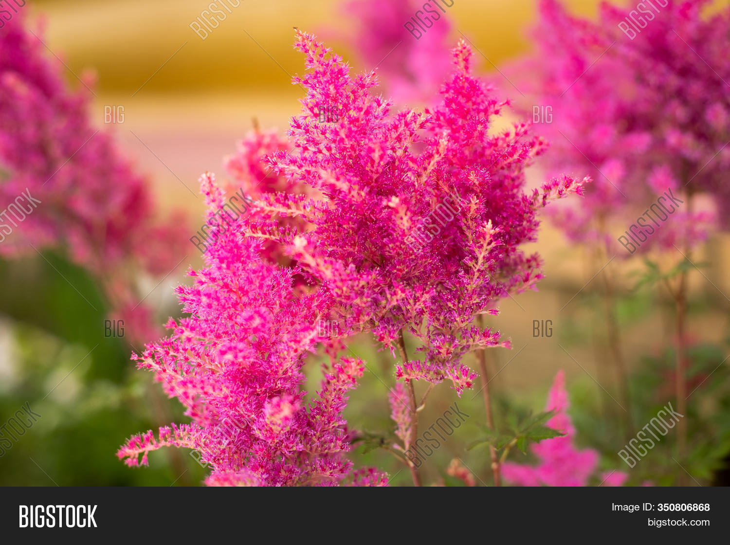 Beautiful Fluffy Pink Image & Photo (Free Trial) Bigstock