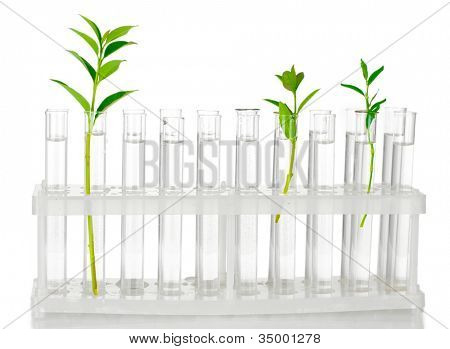 Provette con una soluzione trasparente e la pianta isolata sul primo piano sfondo bianco