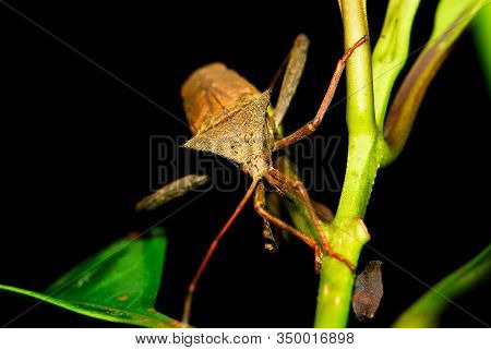 The Hemiptera Or True Bugs Are An Order Of Insects Comprising Some 50,000 To 80,000 Species Of Group