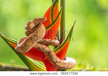 Boa (corallus Annulatus). Parque Nacional Volcan Arenal. Costa Rica
