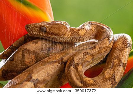 Boa (corallus Annulatus). Parque Nacional Volcan Arenal. Costa Rica