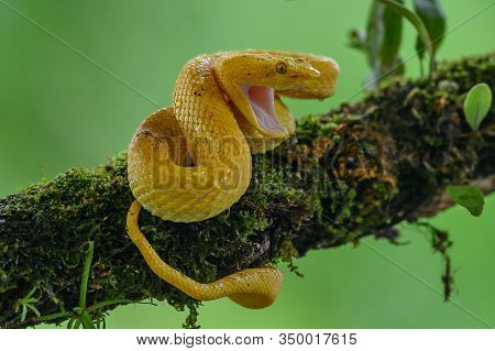 Boa (corallus Annulatus). Parque Nacional Volcan Arenal. Costa Rica