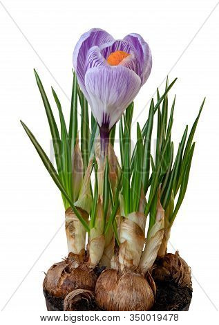 Wonderful Blue Crocus (magnoliopsida) Isolated On White Background, Including Clipping Path.