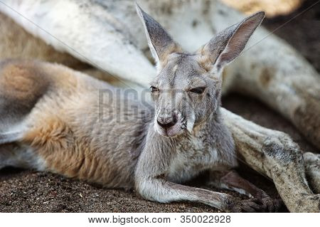 Red Kangaroo Macropus Image Photo Free Trial Bigstock Red Kangaroo Macropus Image Photo Free Trial Bigstock