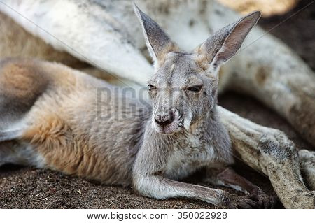 Red Kangaroo (macropus Rufus), Photo Was Taken In The Caversham Wildlife Park, Perth