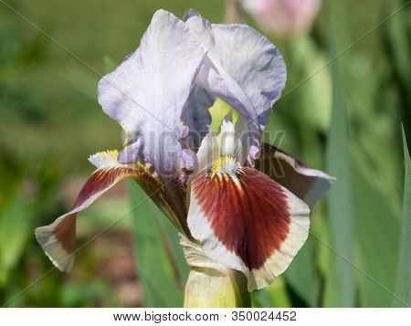 German Iris (iris Barbata-nana), Close Up Of The Flower Head