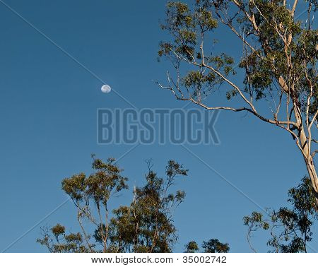 Tidlig morgen australske Scene med månen indstilling