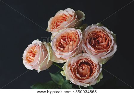 Beautiful Bouquet Of Fresh Peach-colored Roses. Photo In Retro Style.