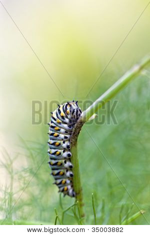 Papilio polyxenes Caterpillar