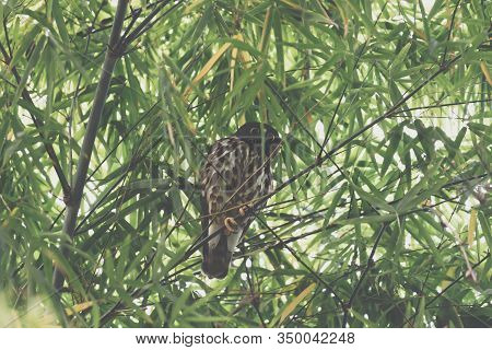 Bird (northern Boobook) In A Nature Wild