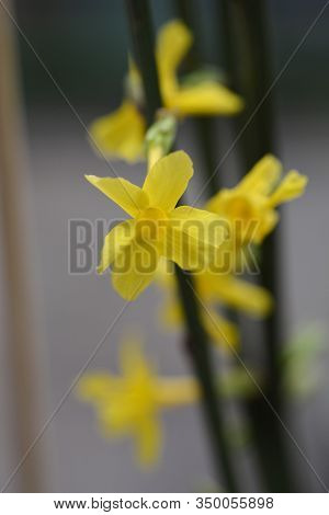 Winter Jasmine - Latin Name - Jasminum Nudiflorum