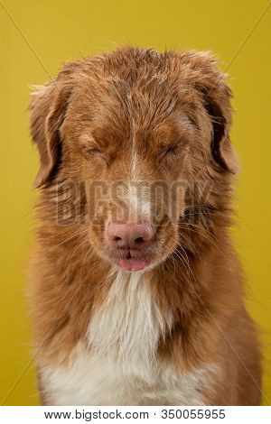 Funny Wet Dog On A Yellow Background. After Shower. Grooming. Happy Nova Scotia Duck Tolling Retriev