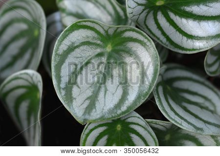 Watermelon Begonia Leaves - Latin Name - Peperomia Argyreia