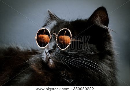 Portrait Of Gorgeous Fluffy Black Cat Wearing Moony Sunglasses With Pumpkin Reflection In It Against