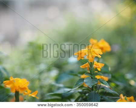 Firecracker Flower, Crossandra Infundibuliformis, Orange Color Flowers Blooming In Garden On Blurred