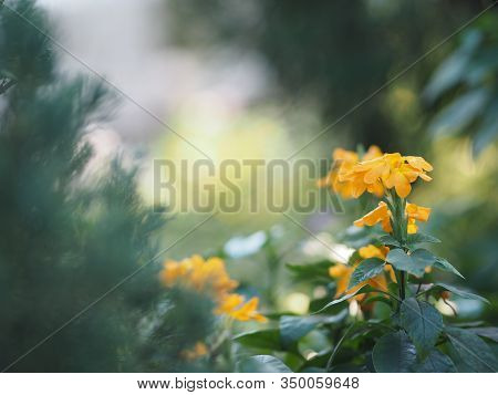 Firecracker Flower, Crossandra Infundibuliformis, Orange Color Flowers Blooming In Garden On Blurred